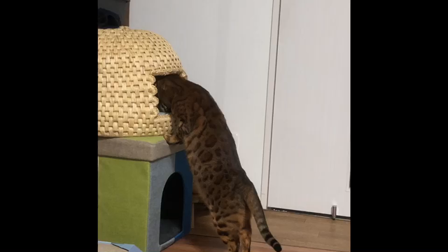 猫ちぐら作製、猫ちゃん写真の記事動画