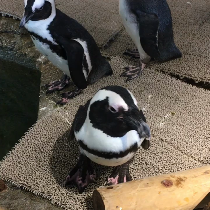 ニフレルのヒトたちの記事動画