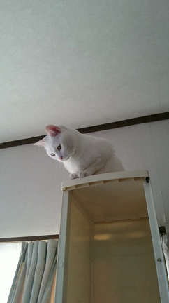 ハナさん動画  キャットタワー？編の記事動画