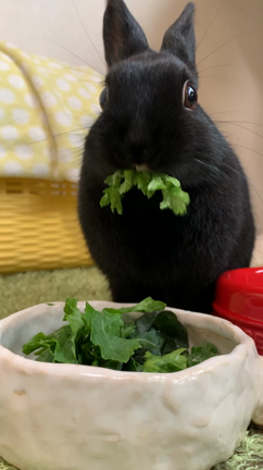 願望だけを言うと  本当はの話の記事動画