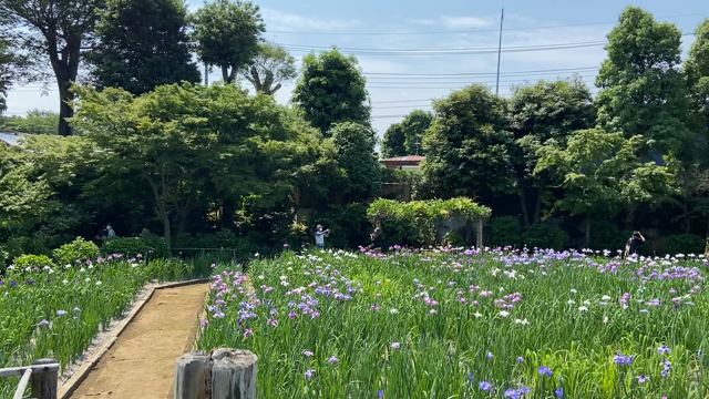 染谷花しょうぶ園 パピヨン犬 サリー のんびり日和