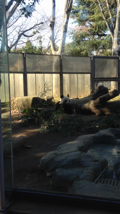 上野さんぽ♪の記事動画