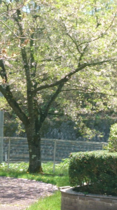 桜の記録～2017年②の記事動画