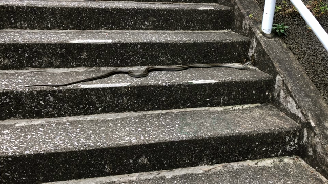 2020/10/30の記事動画