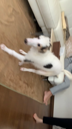 ボルゾイがやって来たの記事動画