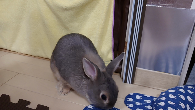 お久しぶりですよの記事動画