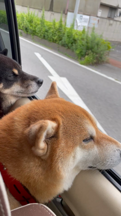 お久しぶりですの記事動画