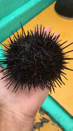 73日目.利尻島〜それは遠き理想卿〜の記事動画