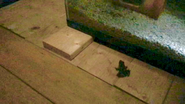 小さな訪問者…(閲覧注意→カエル)の記事動画