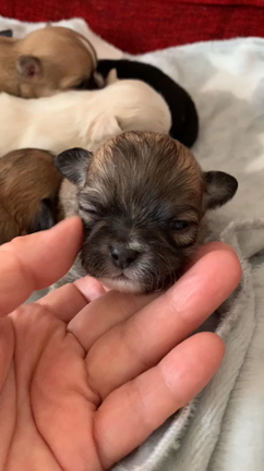 チワワ赤ちゃんスクスク成長中❣️の記事動画