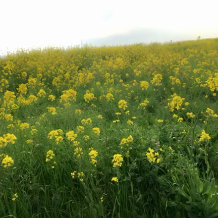 めちゃイケSP始まるよー！！の記事動画