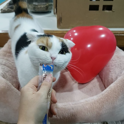 にゃん・にゃん・にゃん（2月22日）☆彡の記事動画