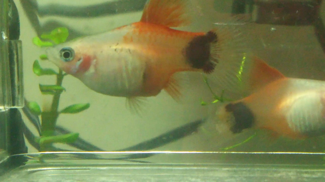 産まれた～♡の記事動画