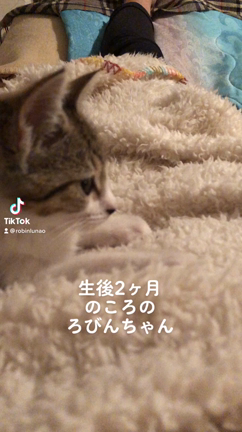 子猫時代のろびんちゃん動画の記事動画