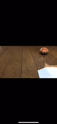 ♪vol.34  コマ撮り動画♪の記事動画