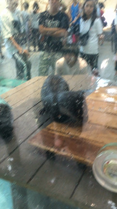 たぴおかの記事動画