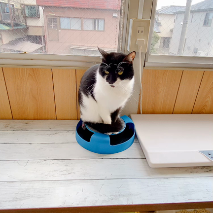 今年もお世話になりましたの記事動画