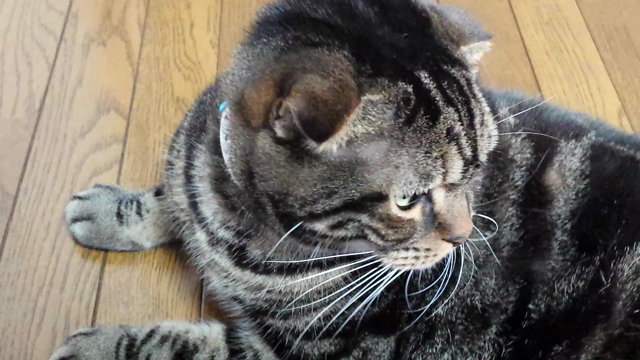 うふふ(〃艸〃)の記事動画