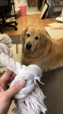 愛犬に新しいおもちゃを買ってあげたら…の記事動画