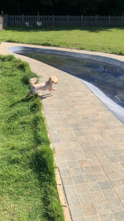 2度目の『ランバードッグフィールド』に来たょ☆の記事動画