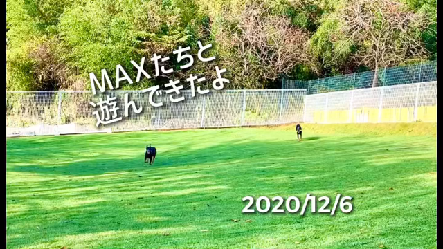 パタパタバードの記事動画