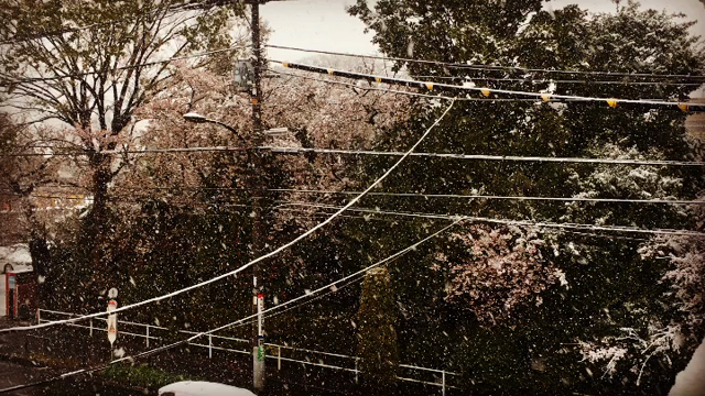 本降りですよの記事動画