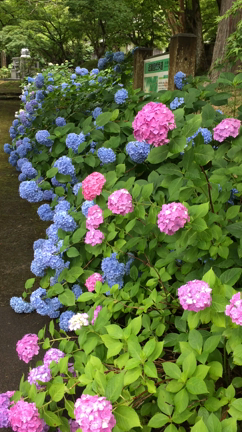 円通寺の紫陽花の記事動画