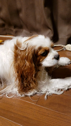 姫たん　失神？？？(*_*;の記事動画