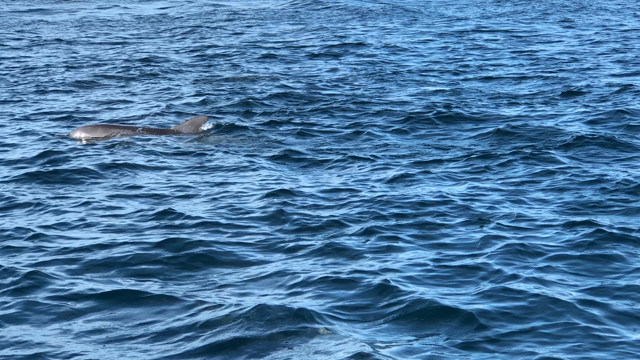 その55の記事動画