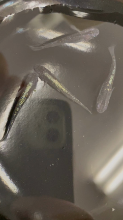 メダカ日記4の記事動画