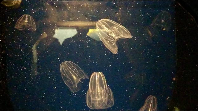 下関海峡館の記事動画