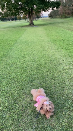 宇都宮らちゃまの記事動画