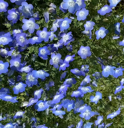 ネモフィラを見に行きました〜と…cafe金木犀へ〜♪の記事動画