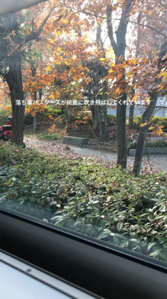 今日はビタミンの日と落ち葉バスターズの記事動画