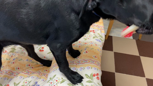 訓練士の女房2505の記事動画