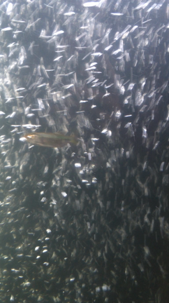 サケの遡上。の記事動画