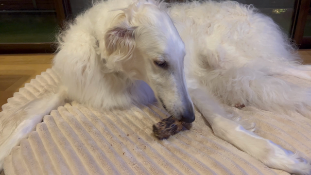 本日のジャーキーズは〜〜の記事動画