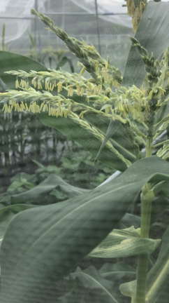 とうもろこしの花粉 ふくまめふぁくりとりーのブログ