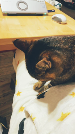 チビ猫のフミフミお仕事の記事動画