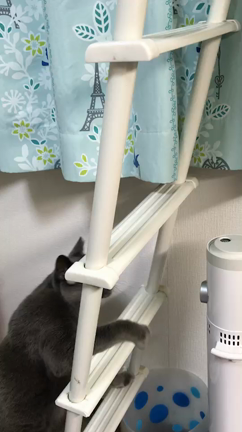 まめたのお泊まり①の記事動画