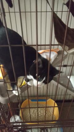 朝方運動会がはじまるの記事動画