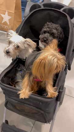 小型犬５匹とショッピングモールの記事動画