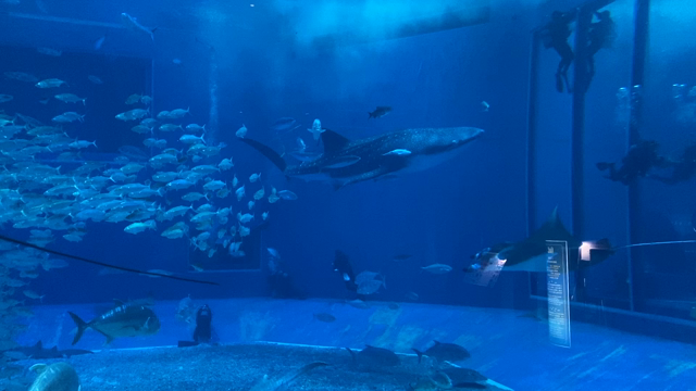 美ら海水族館の記事動画