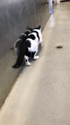 安楽死を決めるのは・・・の記事動画