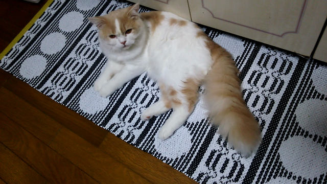 冷たい雨の日の記事動画