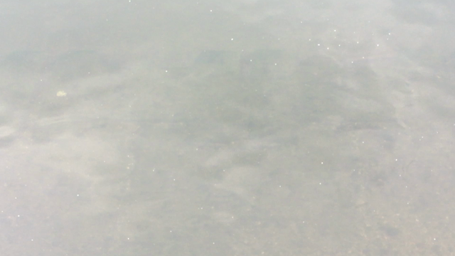 多摩川。の記事動画