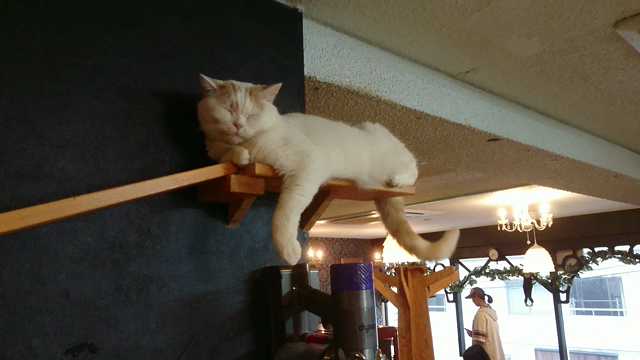 なぜか、猫カフェ …。の記事動画