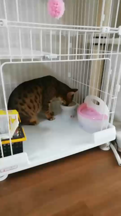 寅さんハピバ！☆2歳の記事動画