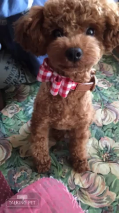 マロンちゃんの記事動画