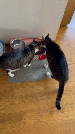 仲良くご飯、食べれる様になりましたの記事動画